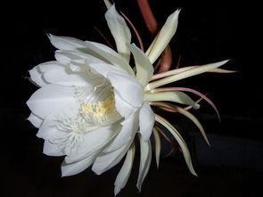 昙花哥爆料截图完整版视频,完整版视频深度解析 第2张 昙花哥爆料截图完整版视频,完整版视频深度解析 第2张