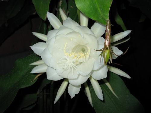 昙花哥爆料截图完整版视频,完整版视频深度解析 第3张 昙花哥爆料截图完整版视频,完整版视频深度解析 第3张
