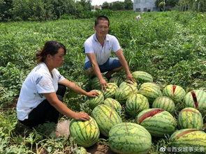 内蒙吃瓜网红事件,揭秘网络舆论的风暴与反思  第2张