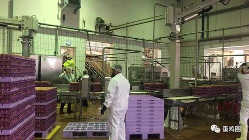 雪莲加工厂爆料视频大全,爆料视频大全深度解析