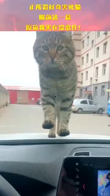 好奇害死猫无在线观看,无在线观看背后的故事  第2张