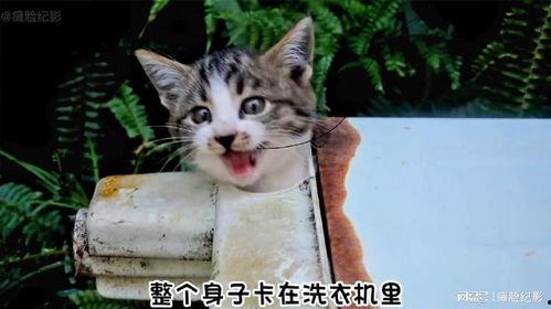 好奇害死猫无在线观看,无在线观看背后的故事  第3张
